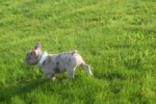 Franse bulldog (reu) 50834