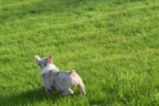 Franse bulldog (reu) 50834