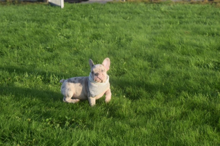 Franse bulldog (reu) 50834