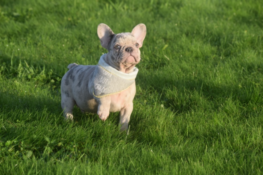 Franse bulldog (reu) 50834