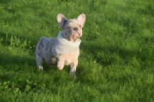 Franse bulldog (reu) 50834