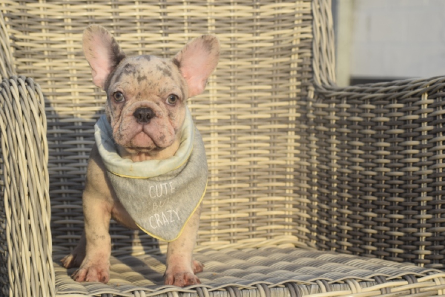 Franse bulldog (reu) 50834