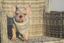 Franse bulldog (reu) 50834