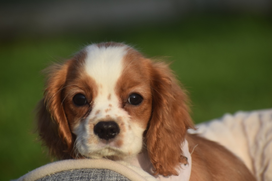 Cavalier King Charles Spaniel (teef) 65098