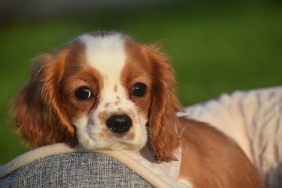 Cavalier King Charles Spaniel (teef) 65098