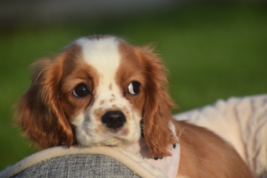 Cavalier King Charles Spaniel (teef) 65098