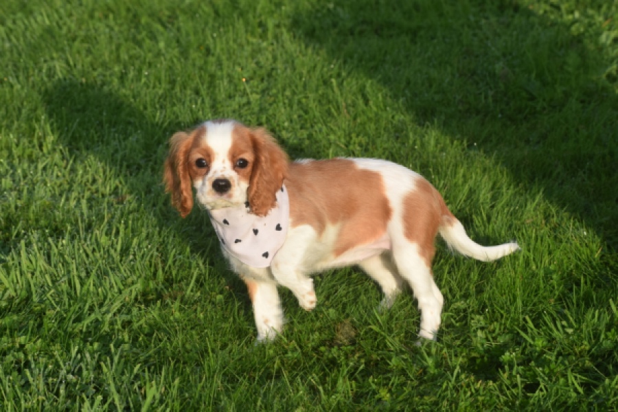 Cavalier King Charles Spaniel (teef) 65098
