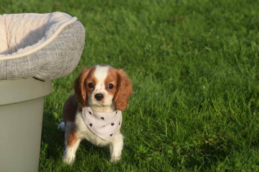Cavalier King Charles Spaniel (teef) 65098
