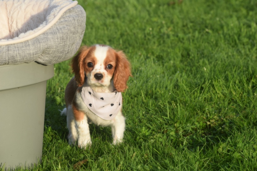 Cavalier King Charles Spaniel (teef) 65098