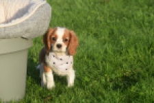Cavalier King Charles Spaniel (teef) 65098