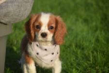 Cavalier King Charles Spaniel (teef) 65098