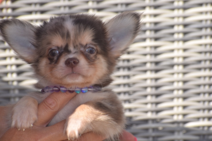 Chihuahua (reu) 48752
