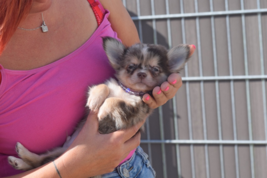 Chihuahua (reu) 48752