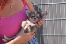 Chihuahua (reu) 48752