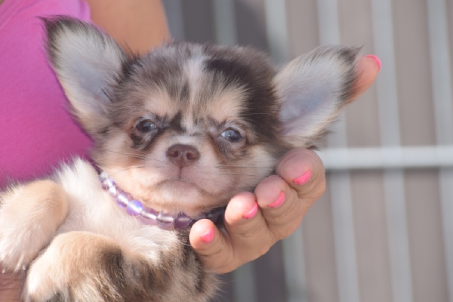 Chihuahua (reu) 48752