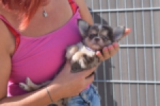 Chihuahua (reu) 48752