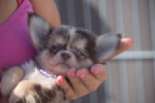 Chihuahua (reu) 48752