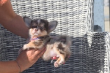 Chihuahua (reu) 48752