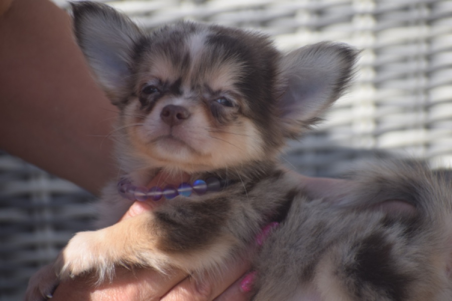 Chihuahua (reu) 48752