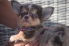 Chihuahua (reu) 48752