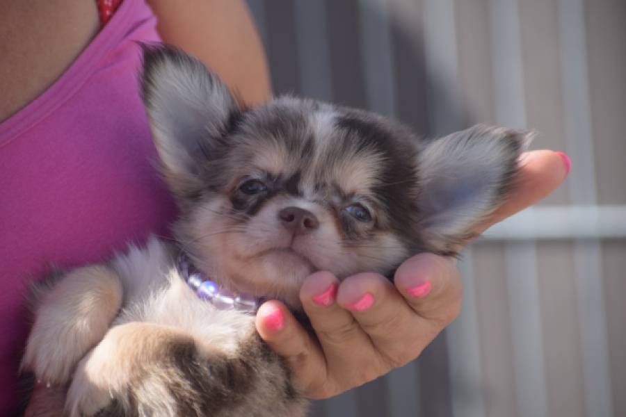Chihuahua (reu) 48752