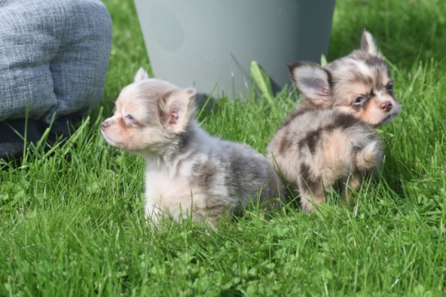 Chihuahua (reu) 48752