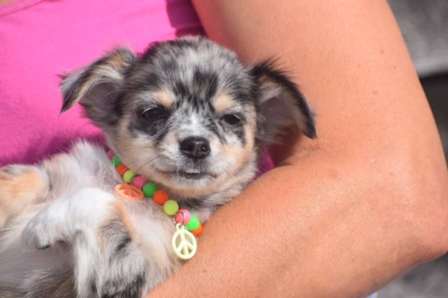 Chihuahua (reu) 53270
