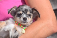 Chihuahua (reu) 53270