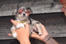 Chihuahua (reu) 53270