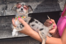 Chihuahua (reu) 53270