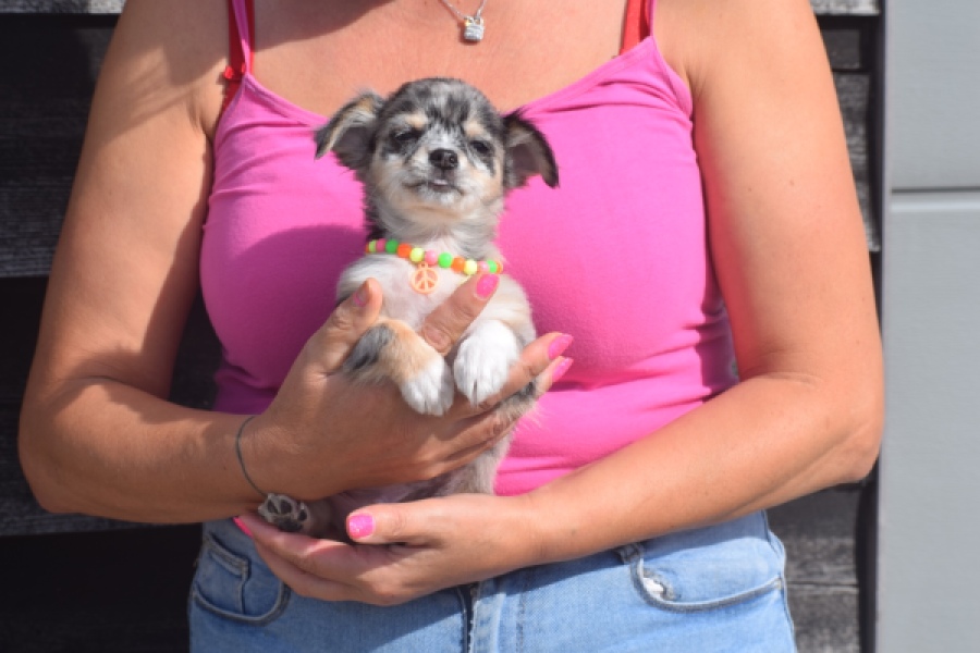 Chihuahua (reu) 53270