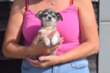 Chihuahua (reu) 53270