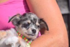 Chihuahua (reu) 53270