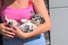 Chihuahua (reu) 53270