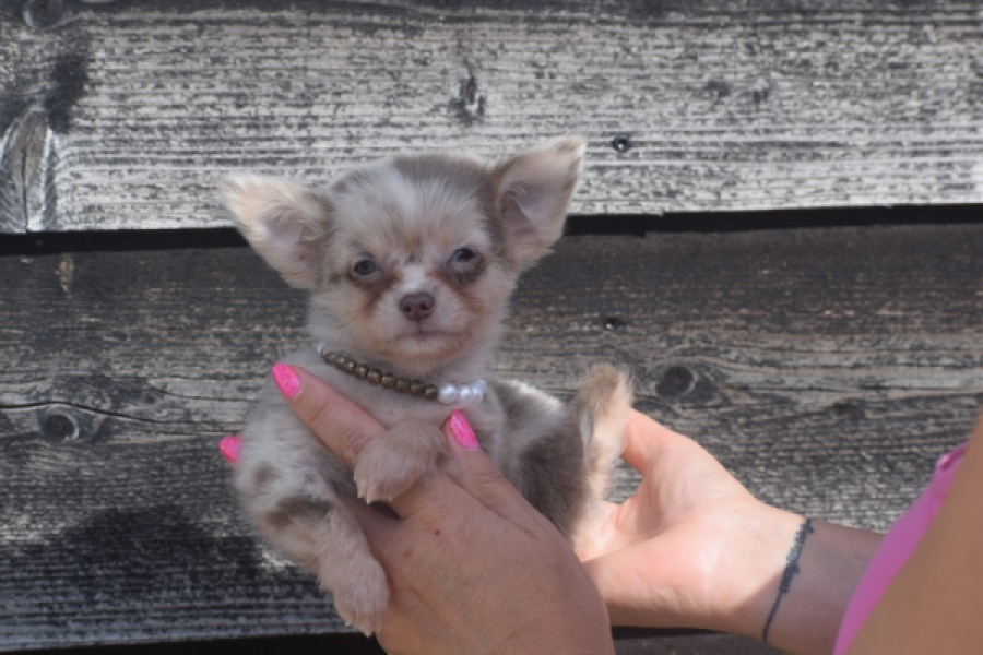 Chihuahua (reu) 48744