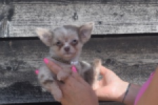 Chihuahua (reu) 48744