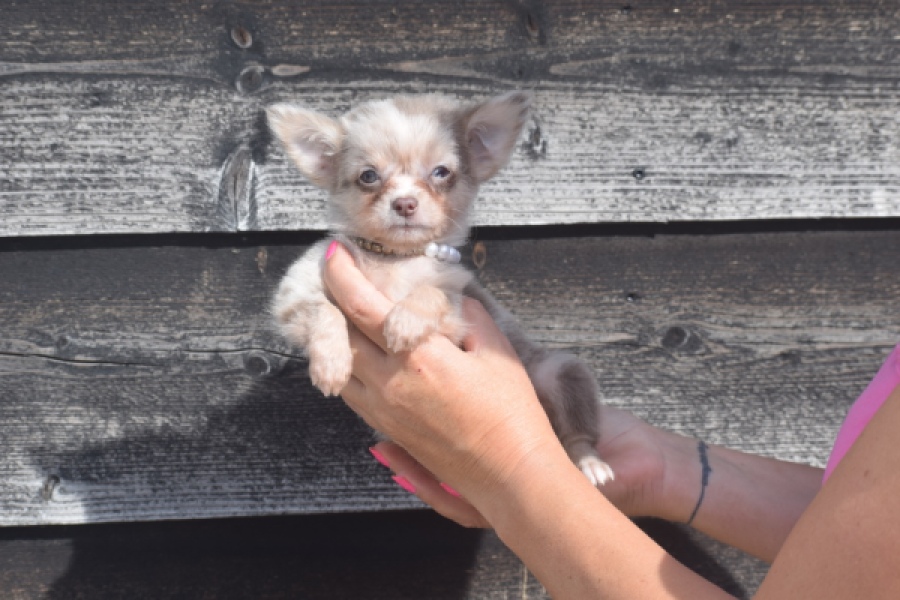 Chihuahua (reu) 48744