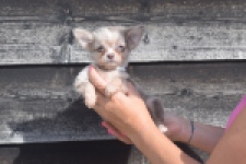 Chihuahua (reu) 48744