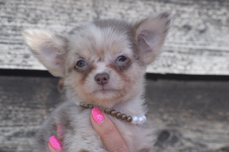 Chihuahua (reu) 48744