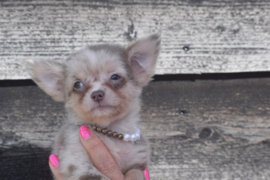 Chihuahua (reu) 48744