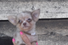 Chihuahua (reu) 48744