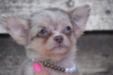 Chihuahua (reu) 48744