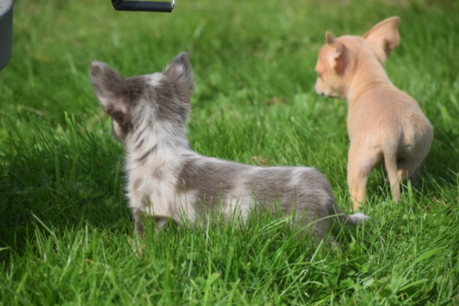 Chihuahua (reu) 48744