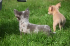 Chihuahua (reu) 48744