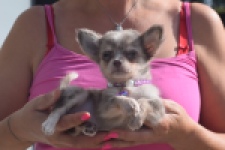 Chihuahua (teef) 48749