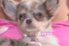 Chihuahua (teef) 48749