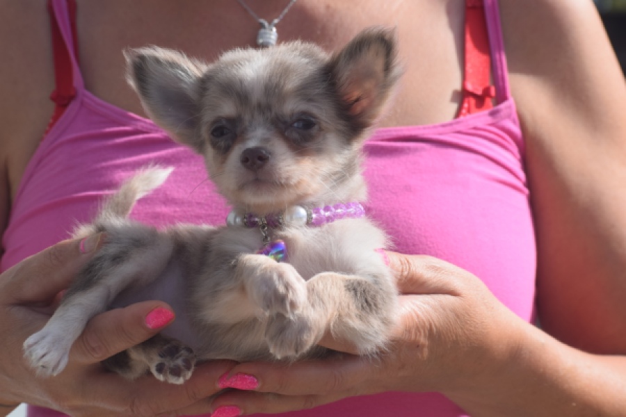 Chihuahua (teef) 48749
