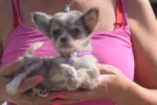 Chihuahua (teef) 48749