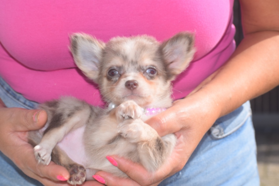 Chihuahua (teef) 48749