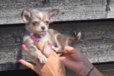 Chihuahua (teef) 48749